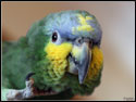 Ozzy Orange Winged Amazon Parrot