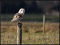 Image Barn Owl 005