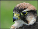 Lanner Falcon (Falco Biarmicus)