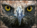 Martial Eagle (Polemaetus bellicosus), Stare.