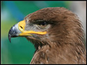 Steppe Eagle (Aquila nipalensis) 2.