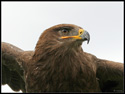 Steppe Eagle (Aquila nipalensis) 3.