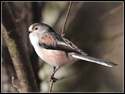 Long Tailed Tit 4