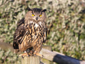 Eagle Owl Wallpaper
